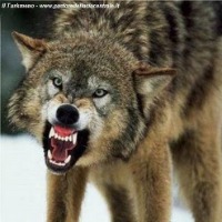 Lupo Cattivo