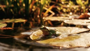 CREACIÓN DE “SANA SANA CULITO DE RANA”