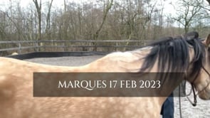 🐎 45 x Part 'Young Horse Training' Series Snippet...