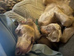Sarah Porter