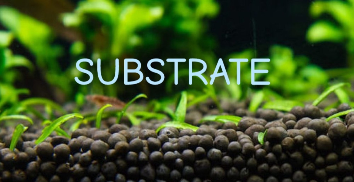 Let's talk substrate