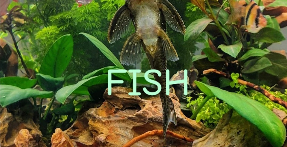 FISH, FISH AND MORE FISH!!