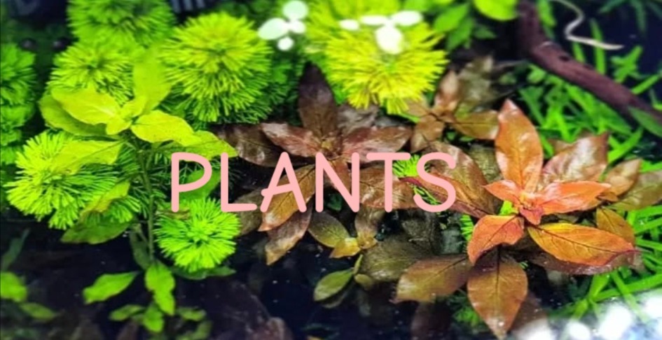 Everything plants