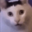 Z Z