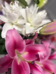 Alina Pettes