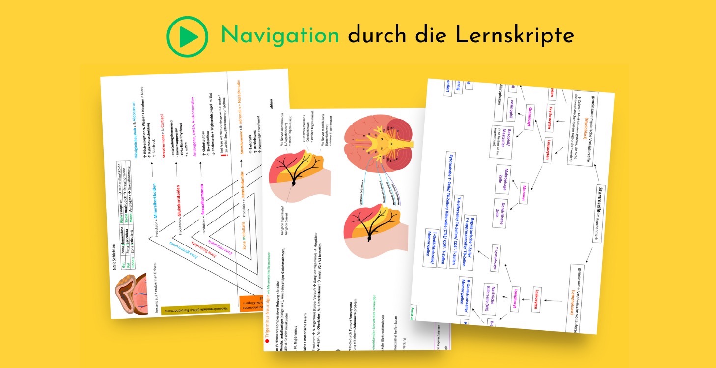 Lernskripte erklärt – schnell & übersichtlich