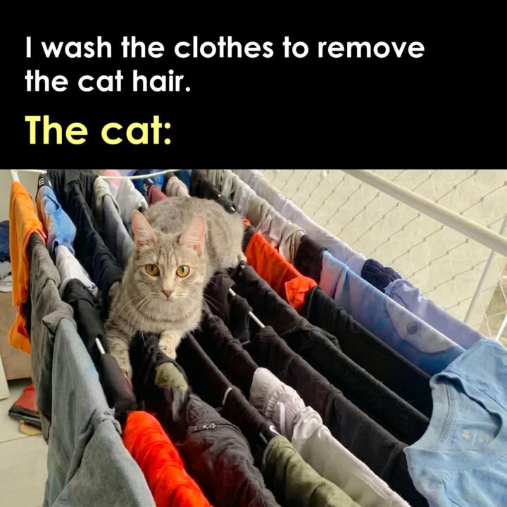 Cats and clothes 