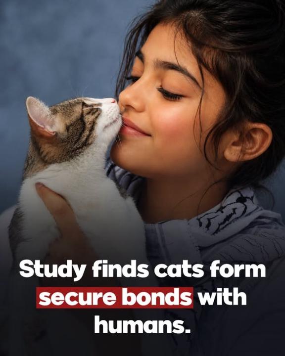 Cats and humans 