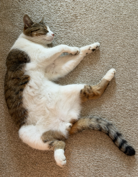 Oh to be a cat