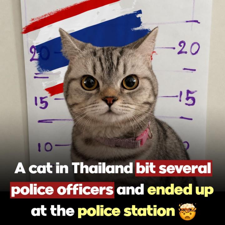 Cat burglar 