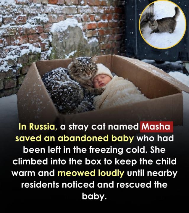 Purrfect 