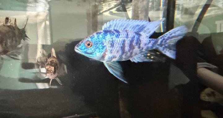 Aquarium Keepers