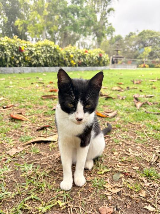 Kevin Anthony Rojas García