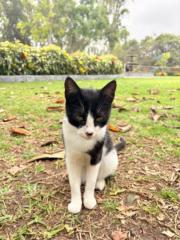 Kevin Anthony Rojas García