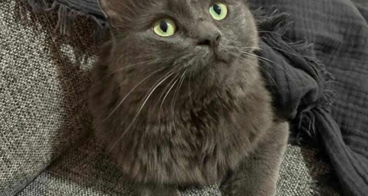 Poppa the foster cat