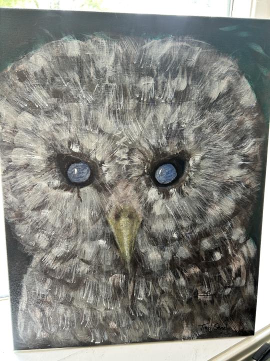 Baby Barred Owl
