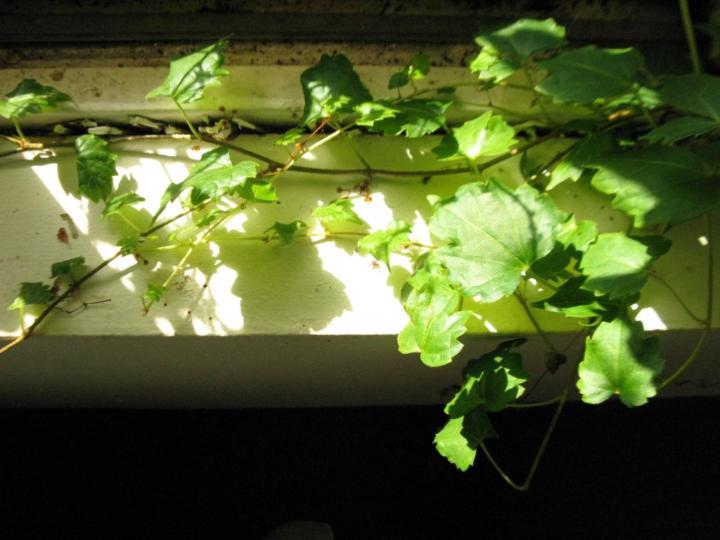 Quân Nguyễn Viết