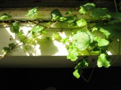 Quân Nguyễn Viết