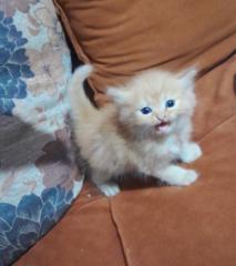 حبيبة رمصان