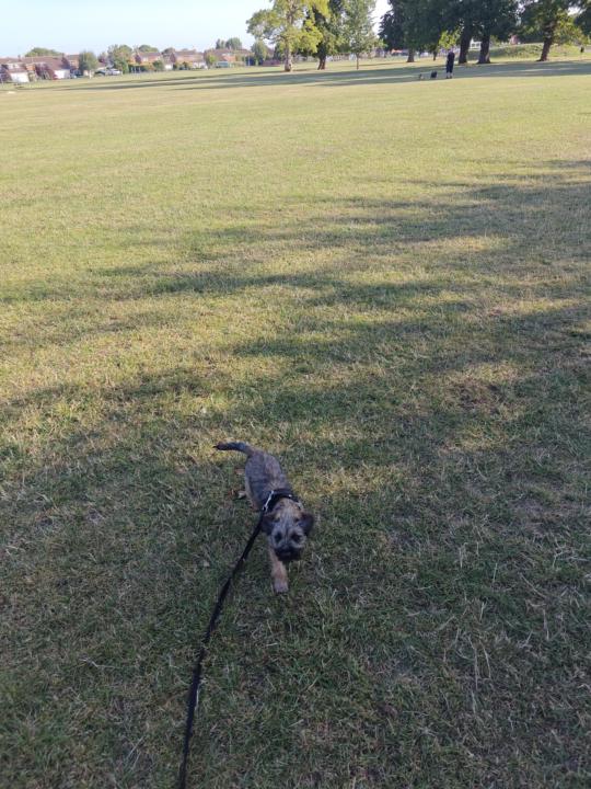 Morning Walk