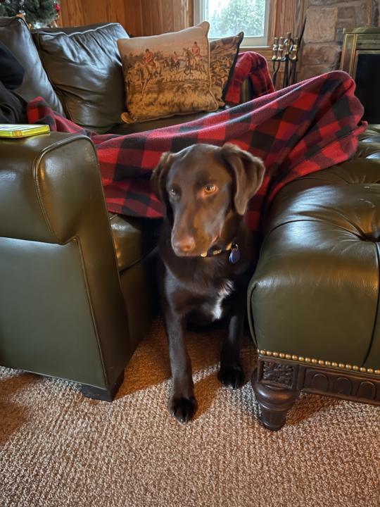 Happy Gotcha day 1 year!