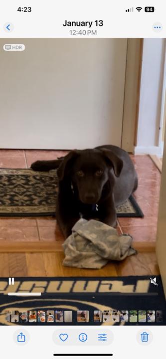 Dog thief skills