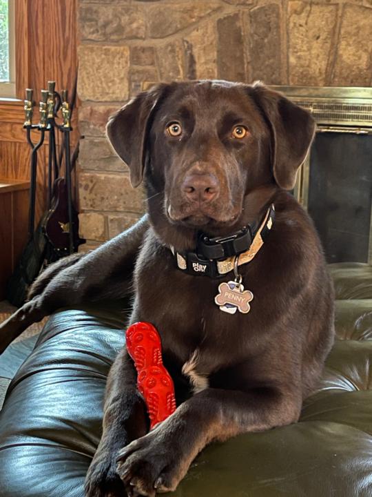 What type of dog breed do you have?