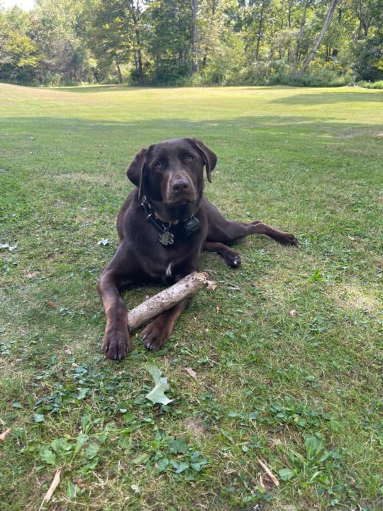 Weekend plans with the pup