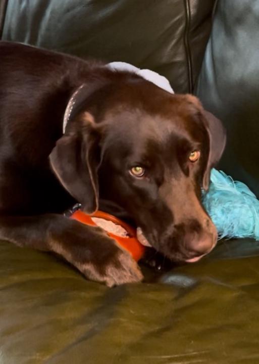 Chew toy of the week