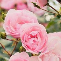 Halima Müller-Khazali