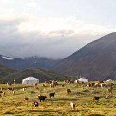 Sainjargal Altangerel