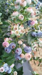 Ledy Raquel Alvarado Montalvo