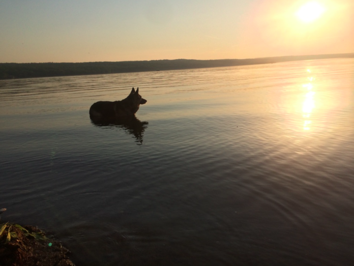 The Late Fly The German Shepherd at Meyer's Point in Lansing, NY