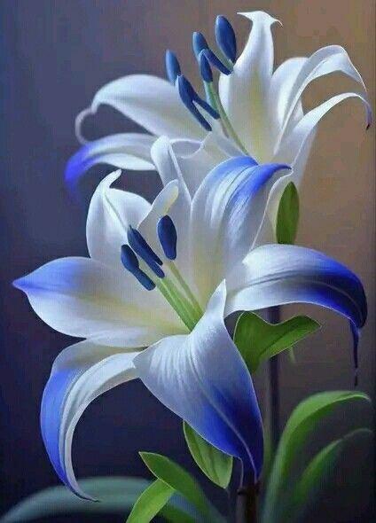 Aron Moisés Acuña Ruiz