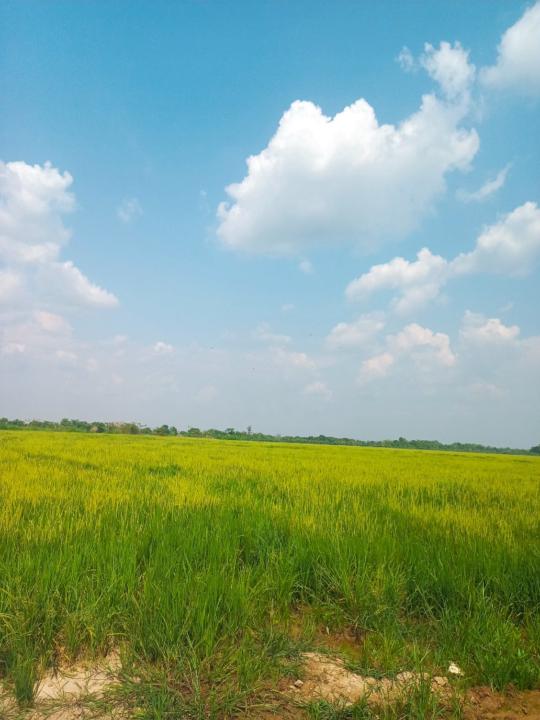 Jesus David Rodríguez cepeda