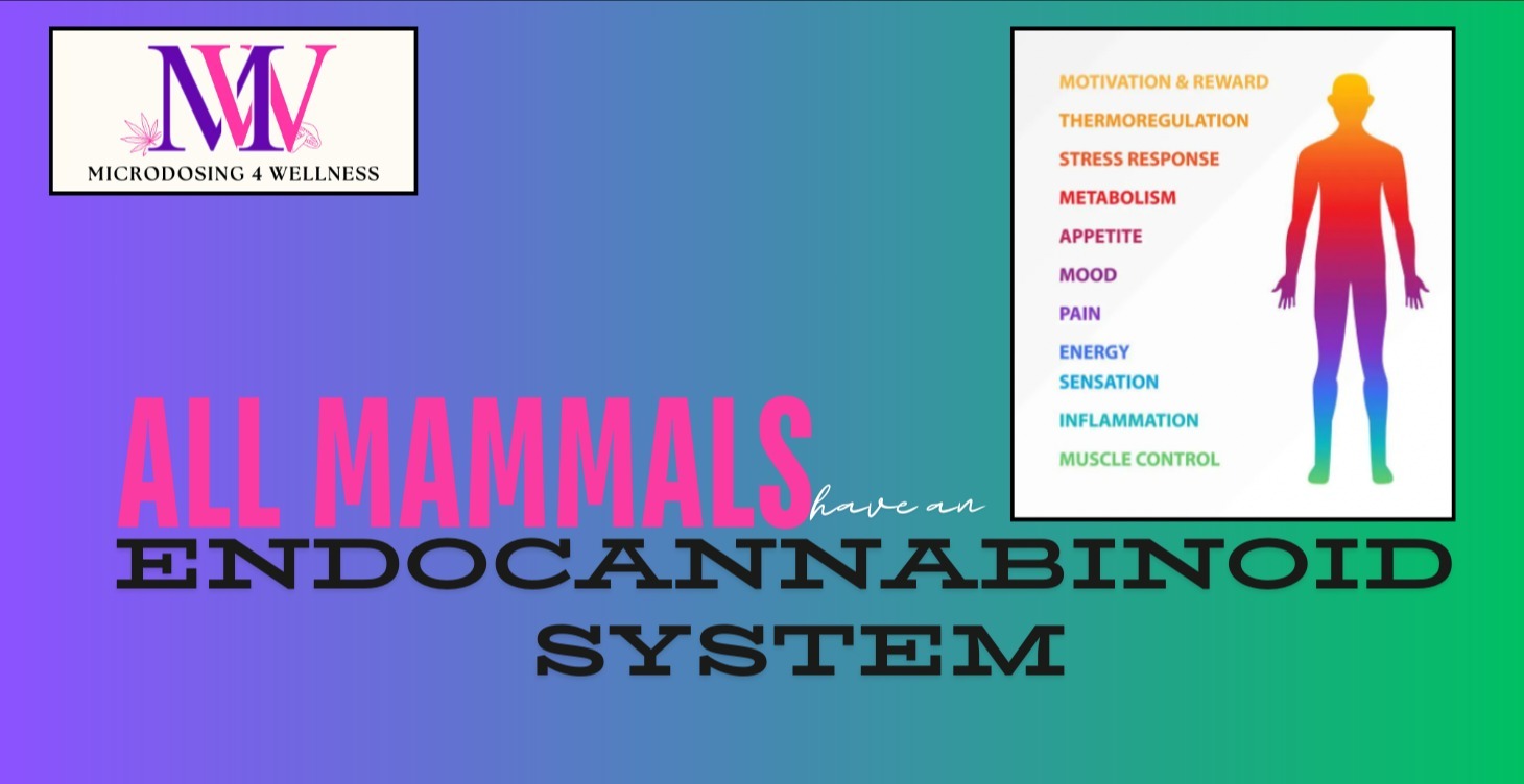 The Endocannabinoid System