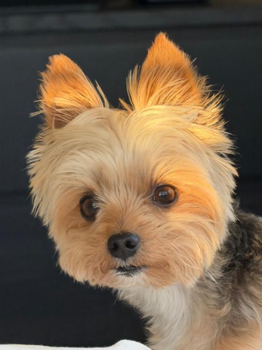 Izabela Brawanska-Pincombe