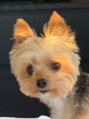 Izabela Brawanska-Pincombe