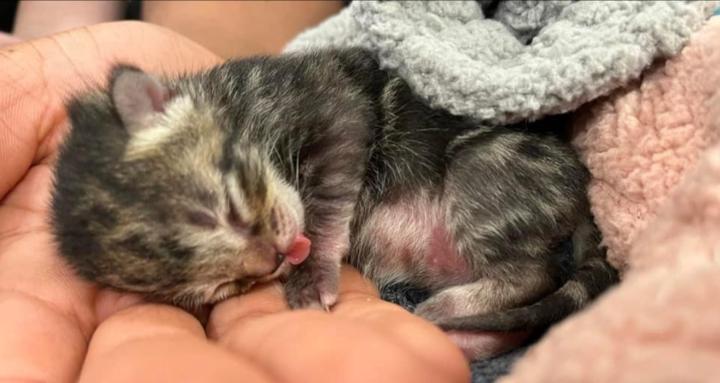 Tiny Paws Foster Academy