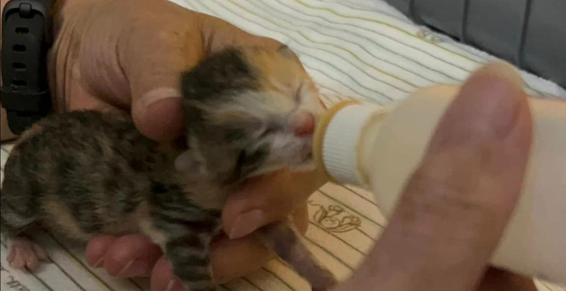 Tiny Paws Private Google Meet or Zoom