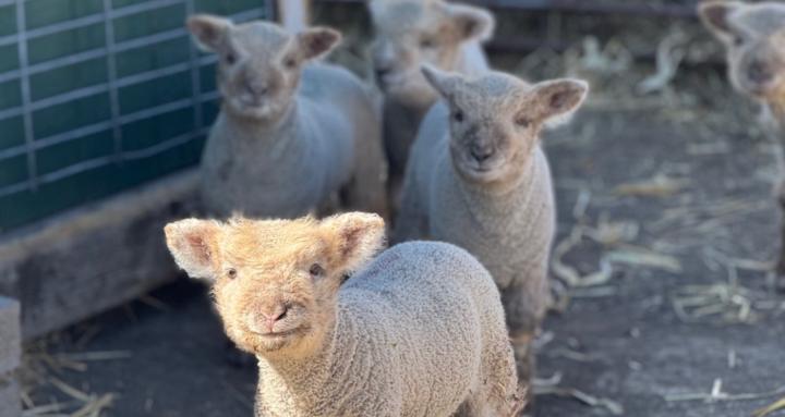 Homesteader Joes Schoolhouse