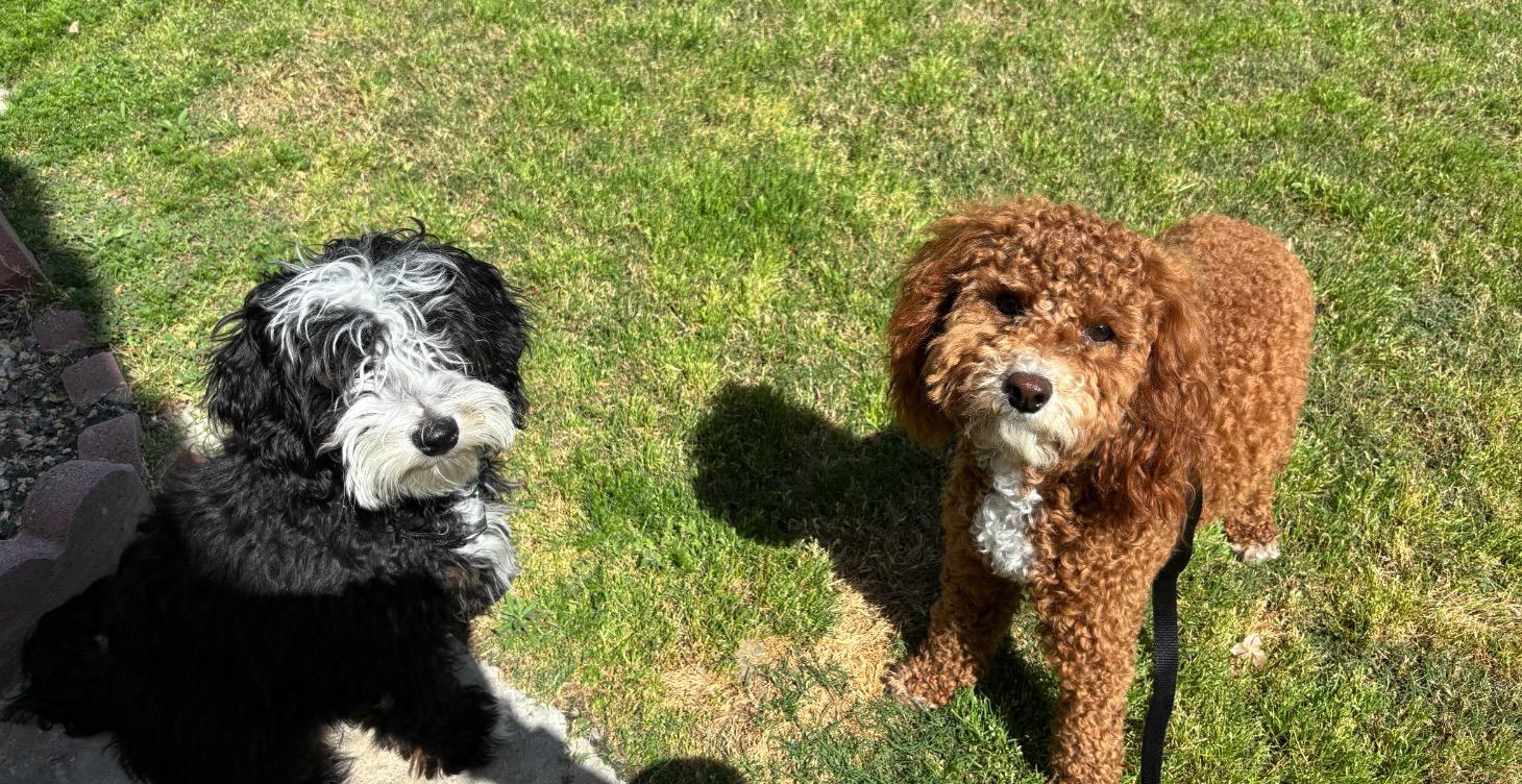 Puppy training