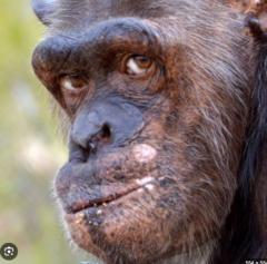 Tim Schimpanse