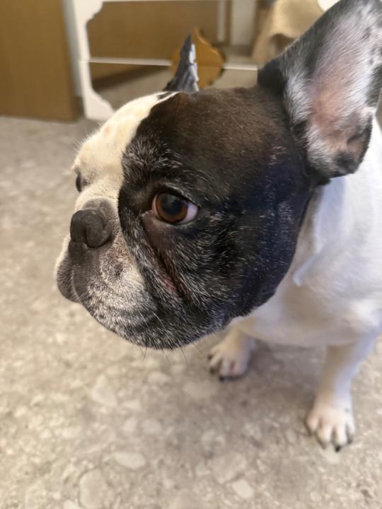 Andrea prova Muscari