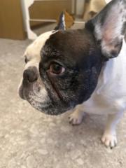 Andrea prova Muscari