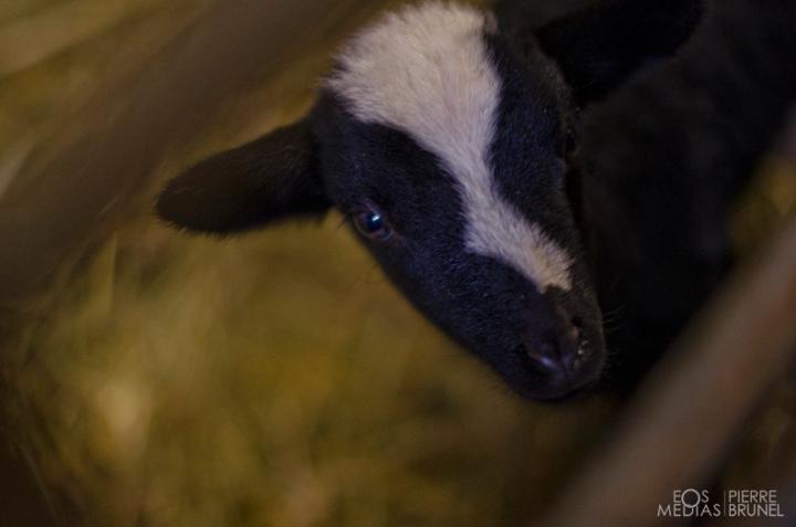 Julien Chrissokerakis