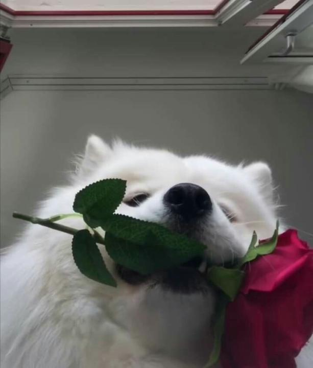 Irene C
