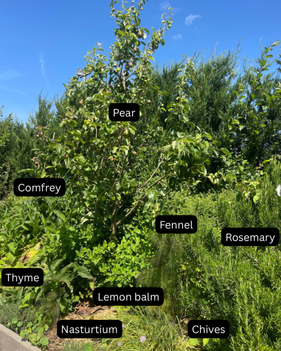 Garden Design session? 🌳