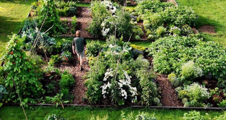 Grow Your Own Food 🌱