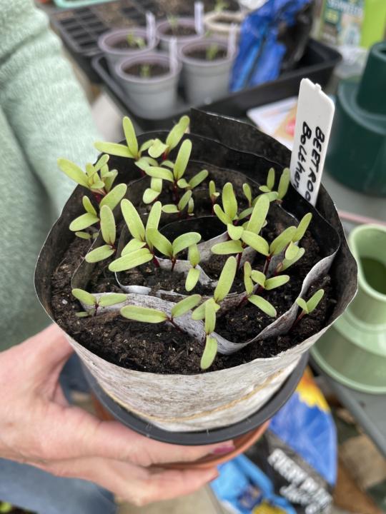 Seed Snail…the good kind of snail 🤣🌱